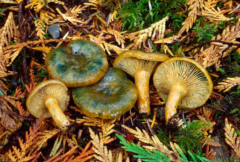 Lactarius Deliciosi